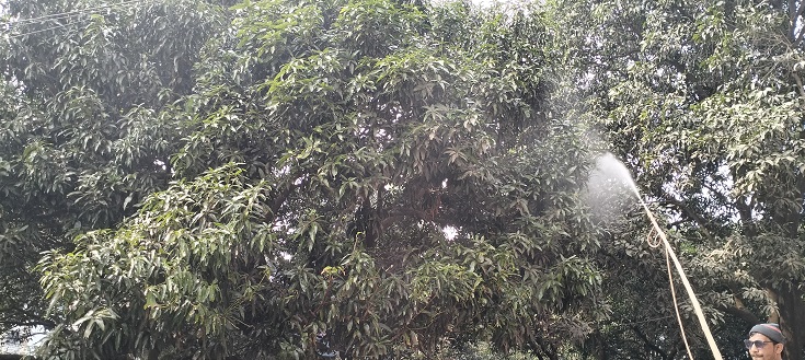 চাঁপাইনবাবগঞ্জে বৃষ্টিতে আমগুটির উপকার
